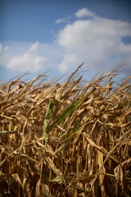 dried corn stalks under cloudy sky